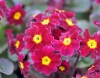 Show product details for Primula Buckland Wine